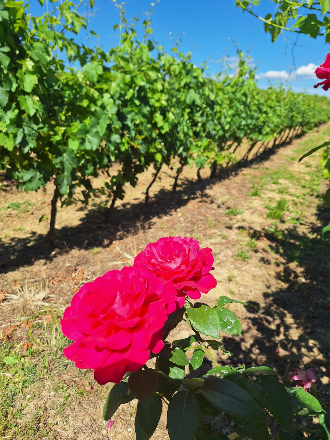 vinarija Bažon u idiličnom selu Gračišće, nedaleko od Pazina